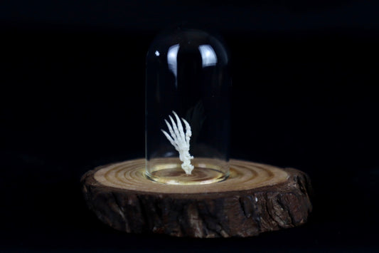 Pathological Mole Foot Articulation in Glass Dome