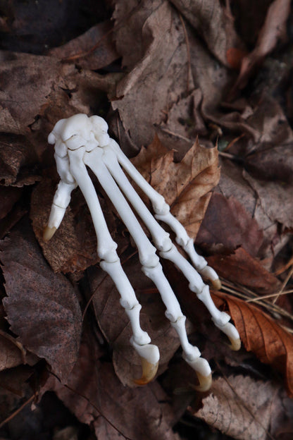 Bobcat Paw Articulation