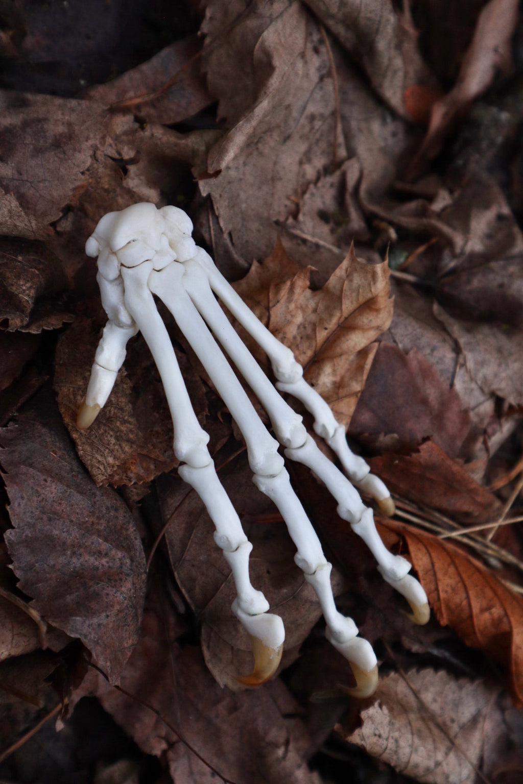 Bobcat Paw Articulation