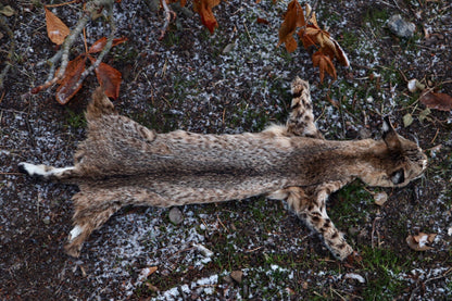 Bobcat Wallhanger