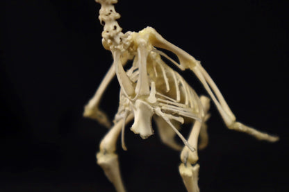 Sub-Adult Chicken Articulation in Glass Display Case