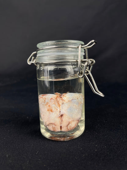 Reserved for Amaranth Arts -  Wet Specimen Gray Wolf Nose Cartilage