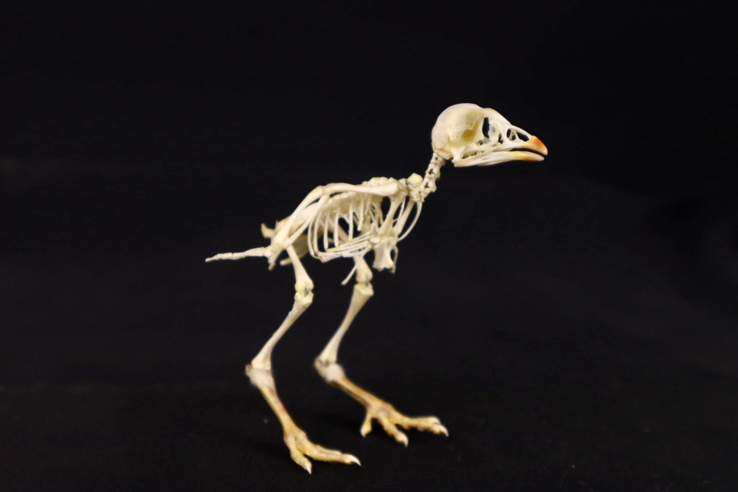 Sub-Adult Chicken Articulation in Glass Display Case