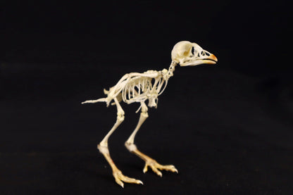 Sub-Adult Chicken Articulation in Glass Display Case