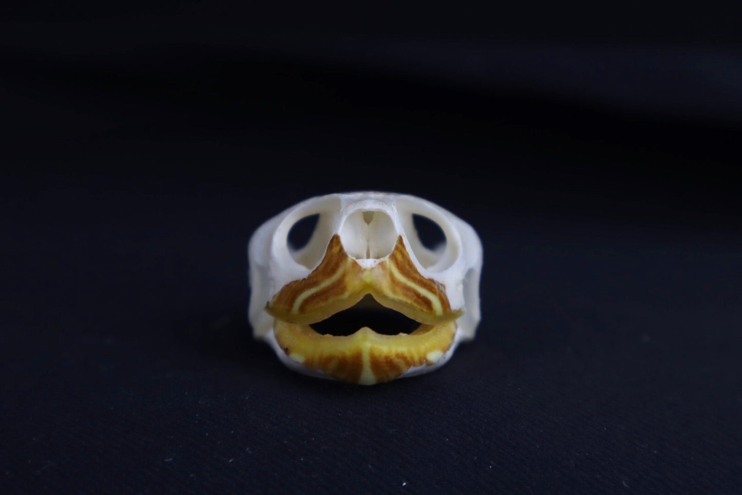 Red Eared Slider Skull