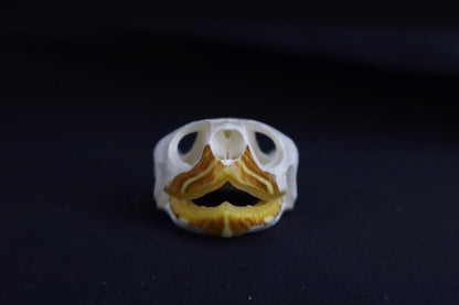 Red Eared Slider Skull