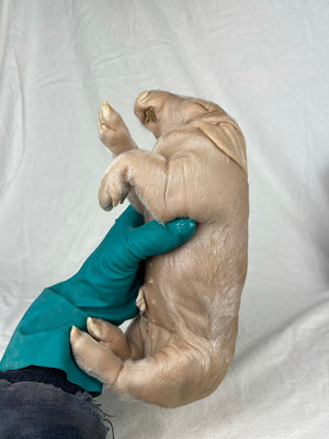 Reserved For Mariah - Wet Specimen Piglet with Congenital Disorders