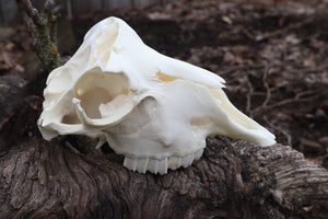 Reserved for Amanda - Partial Goat Skull