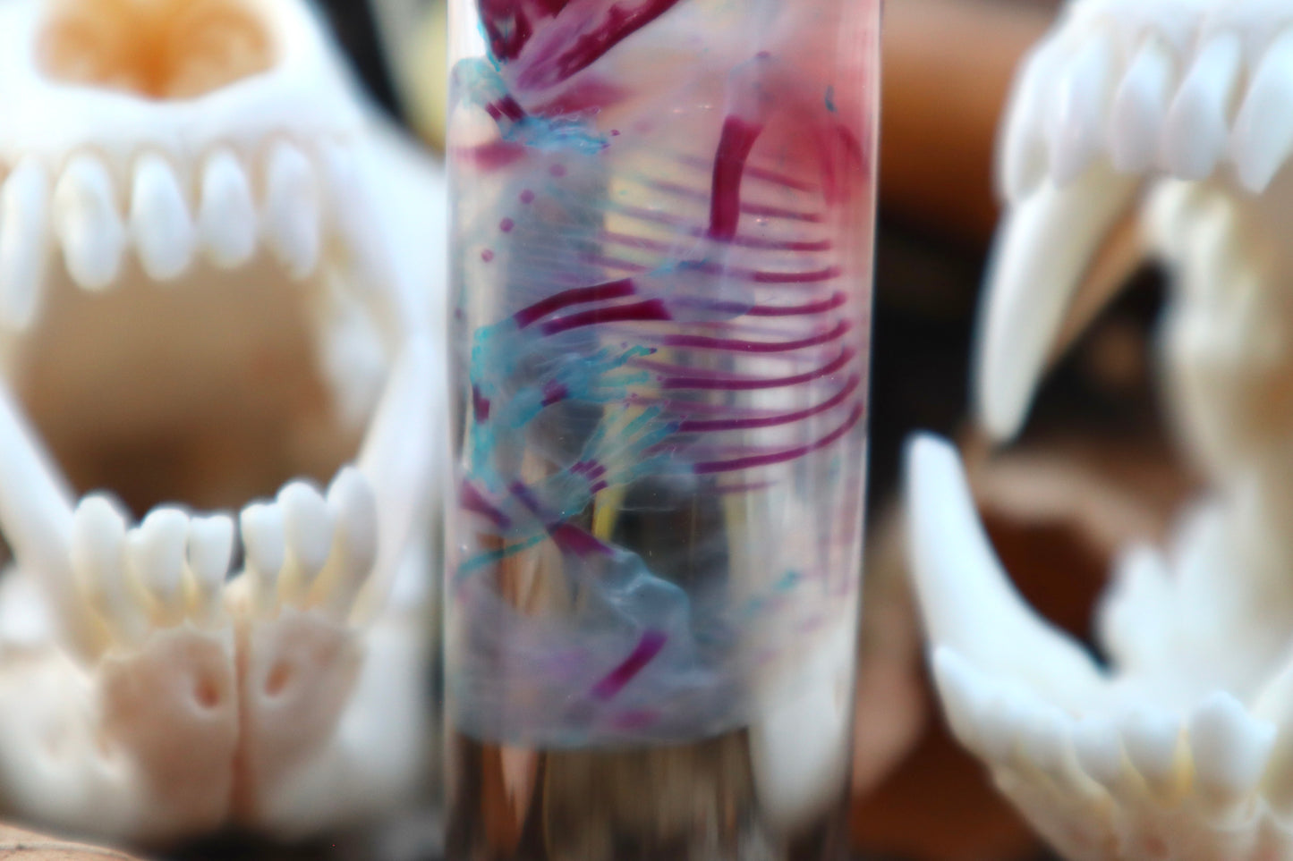 Diaphonized Fetal Coyote Pup