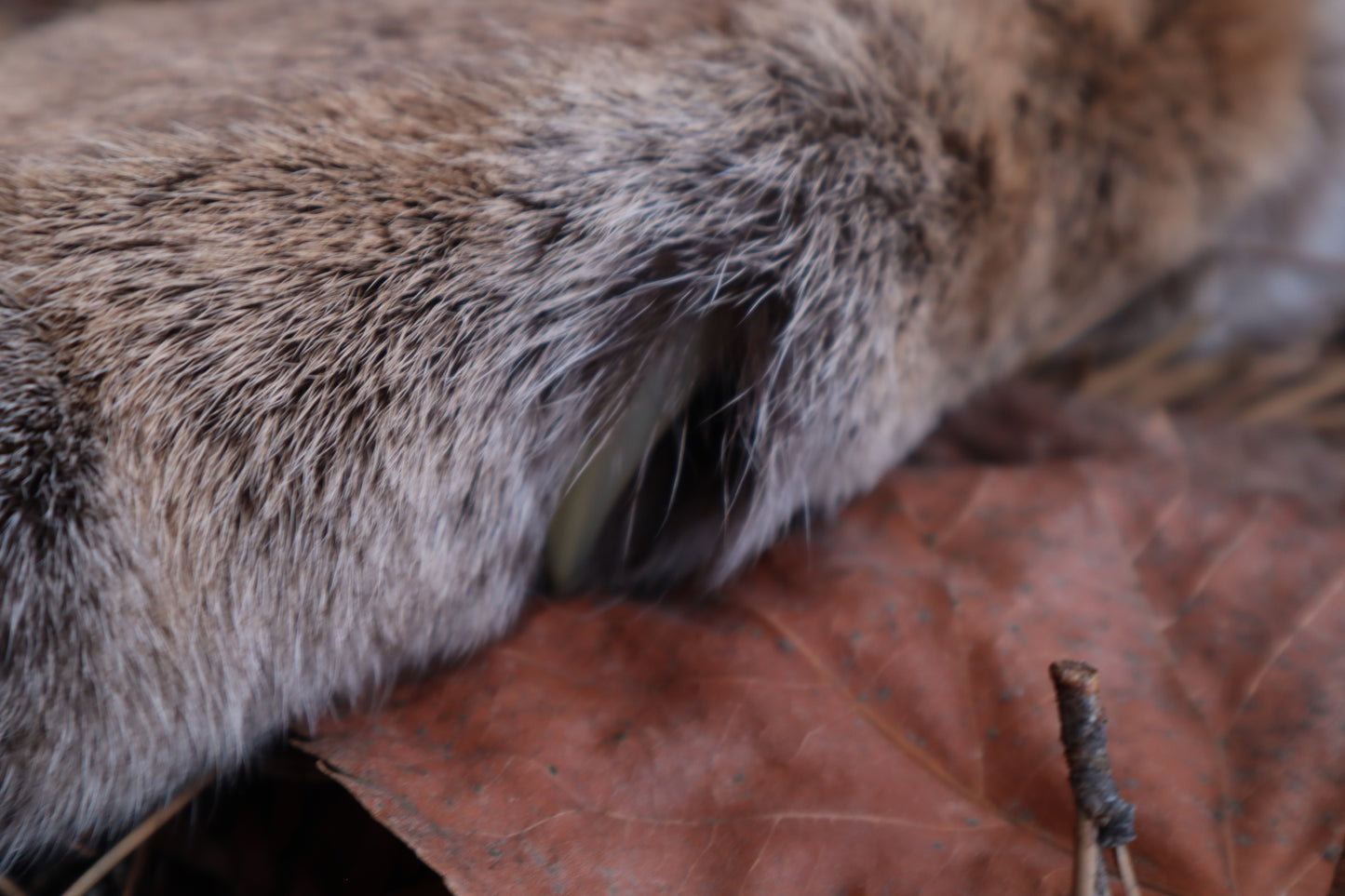 Reserved for Mike - Dry Preserved Mountain Lion Paw