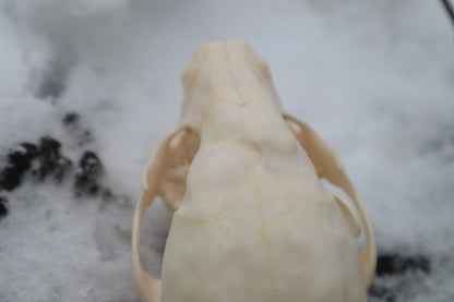 Craft Pathological Raccoon Skull