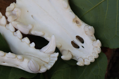 Gray Wolf Skull