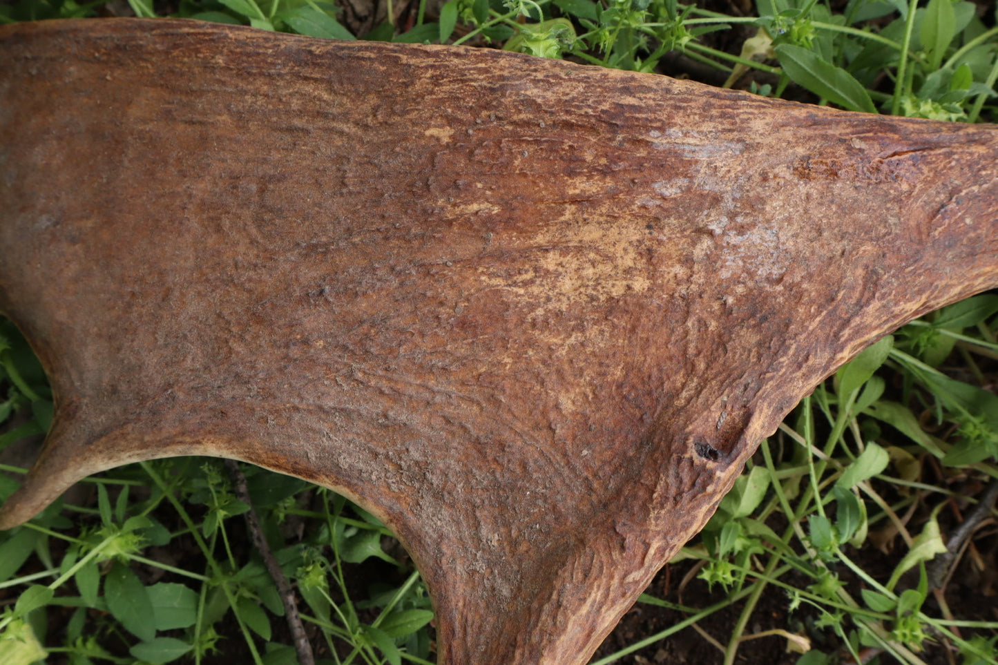 Reserved for Amanda - Naturally Shed Moose Antler