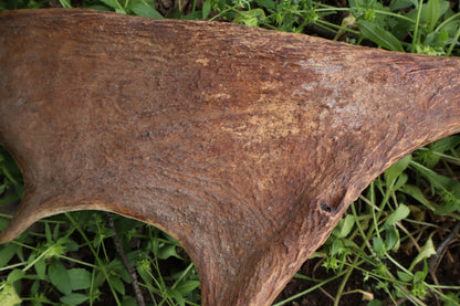 Reserved for Amanda - Naturally Shed Moose Antler