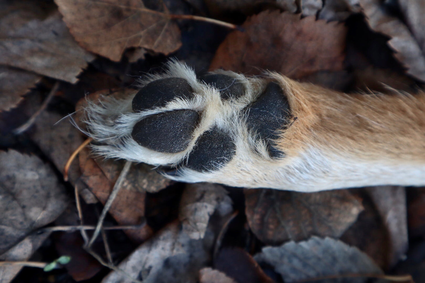 Coyote Paw Knife