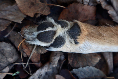 Coyote Paw Knife