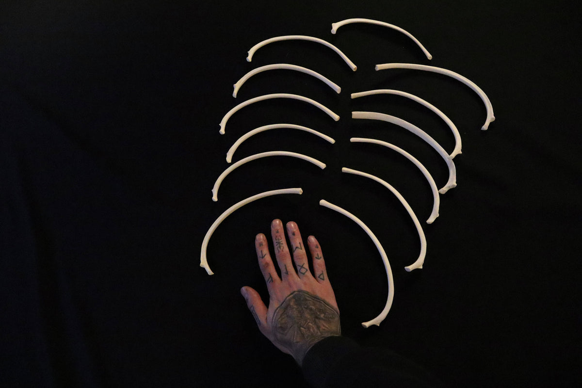 Large Gray Wolf Ribs – Freyja's Forest