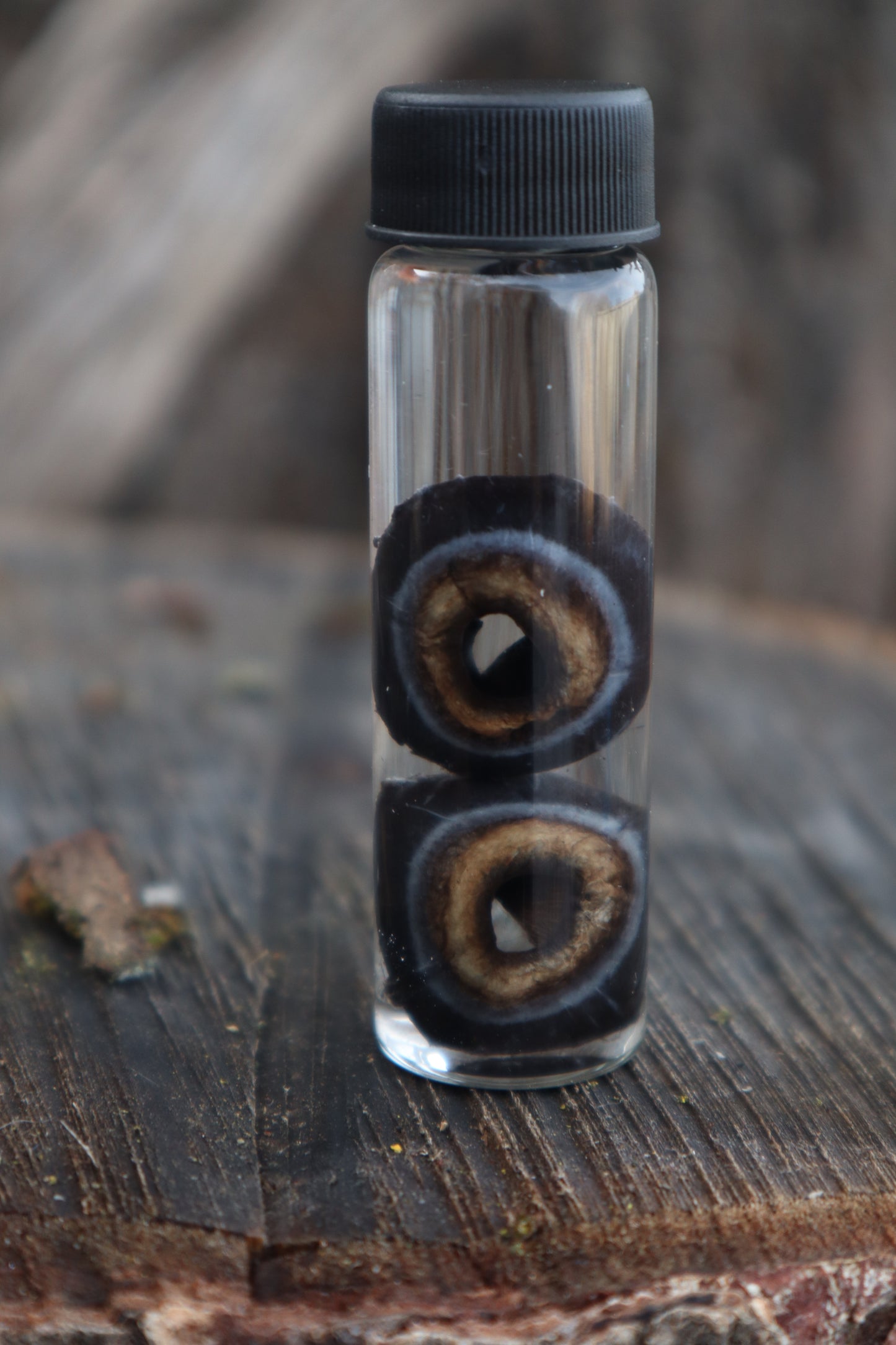 Reserved for Emily - Black Wolf Eyeballs and Tongue