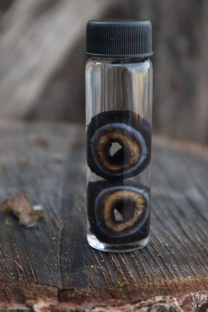 Reserved for Emily - Black Wolf Eyeballs and Tongue
