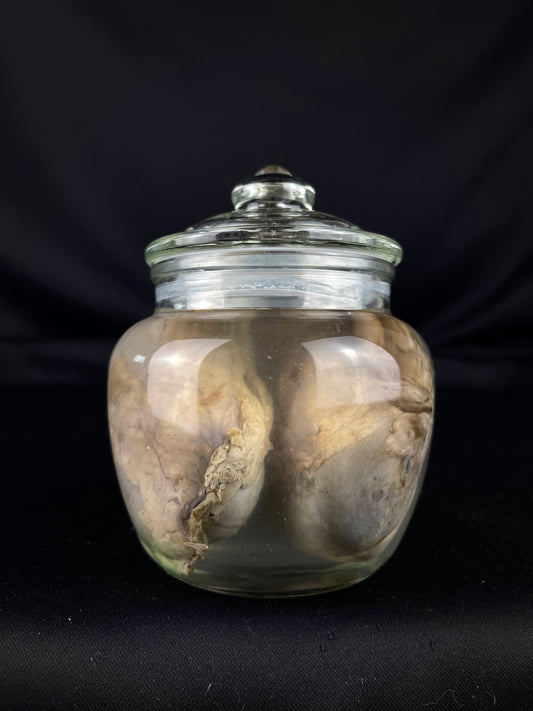 Reserved for Khadejah - Wet Specimen Gray Wolf Kidneys