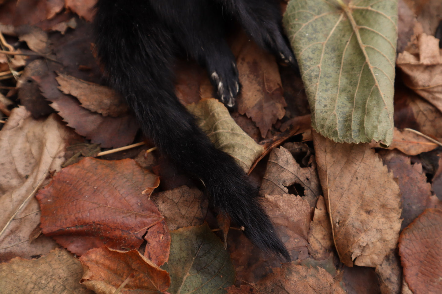 Black Mink Lifesize Pelt