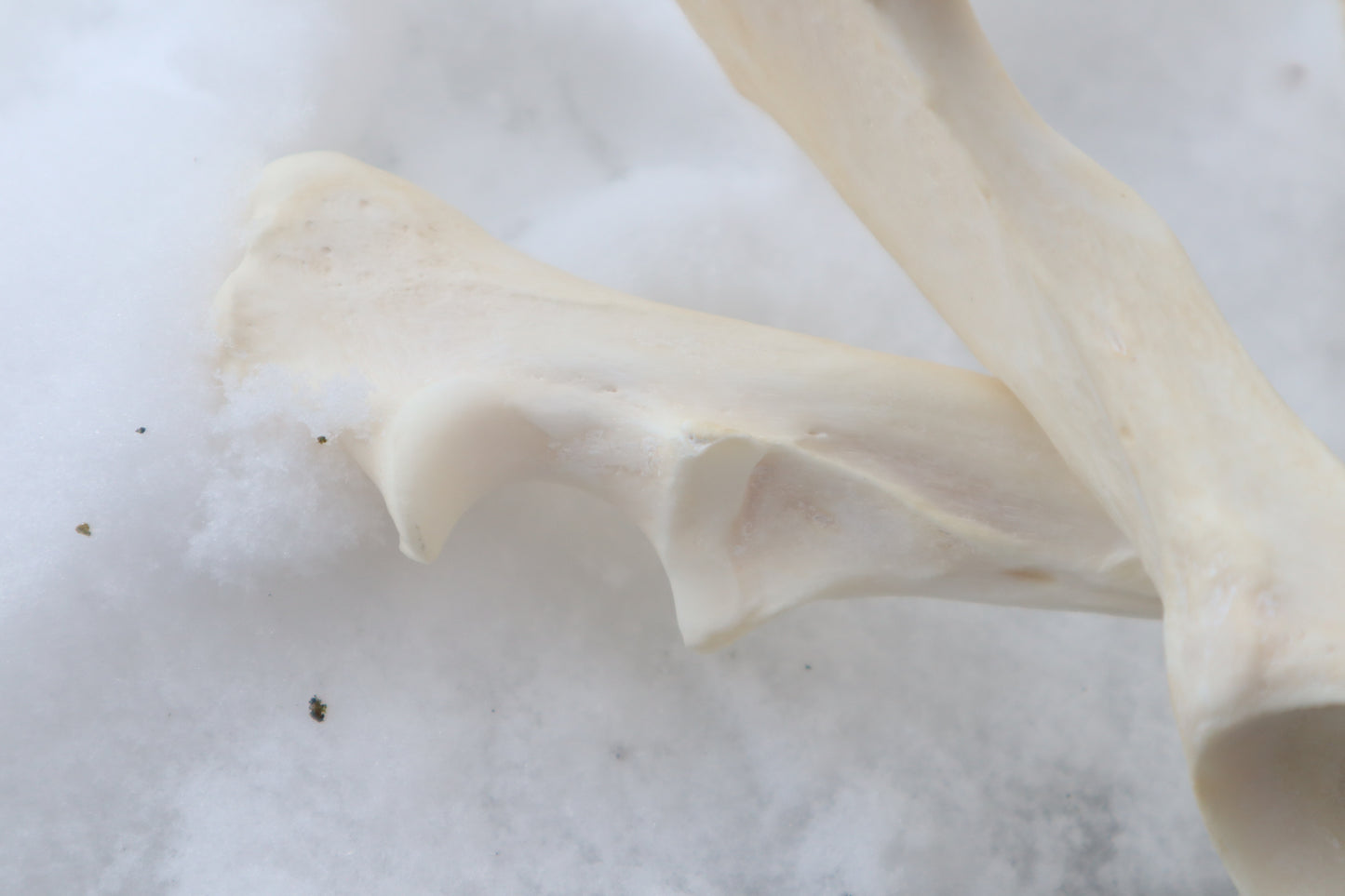 Reserved for Shayne - Gray Wolf Bones
