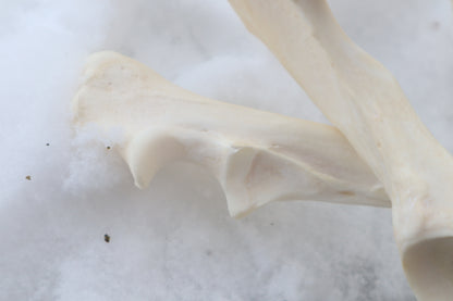 Reserved for Shayne - Gray Wolf Bones