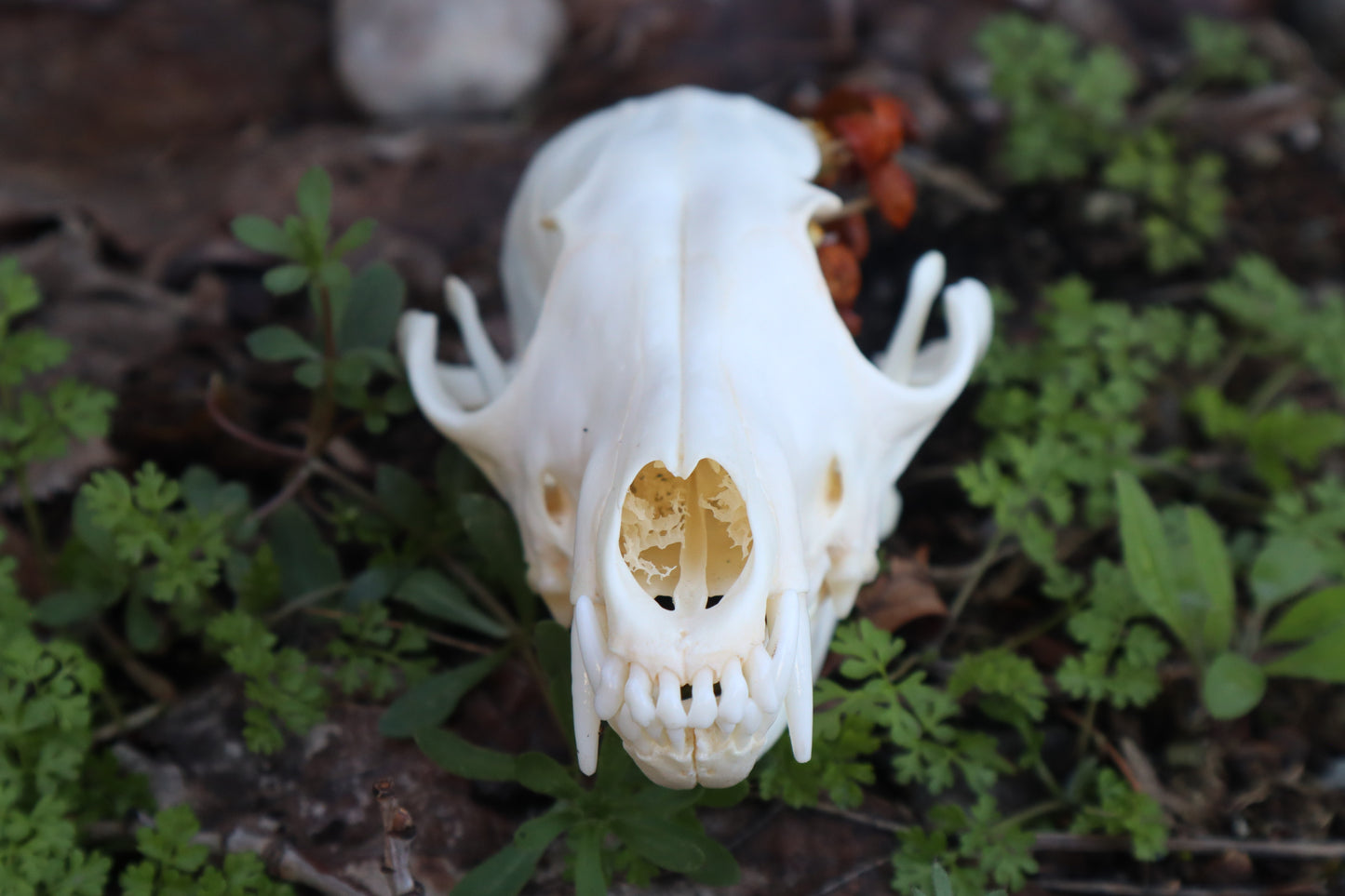 Reserved for Skye - Red Fox Mushroom Skullpture