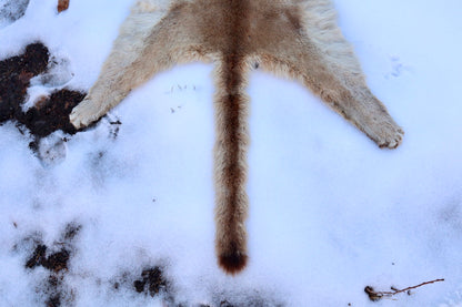 Lifesize Mountain Lion Pelt - Refurbished 1950s Vintage
