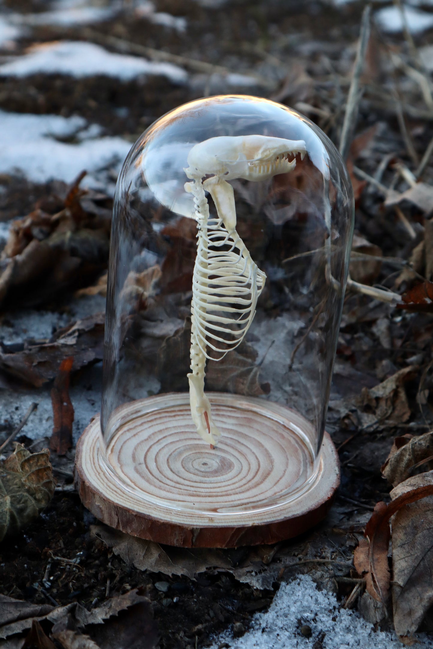 Mole Skull and Articulated Spinal Column