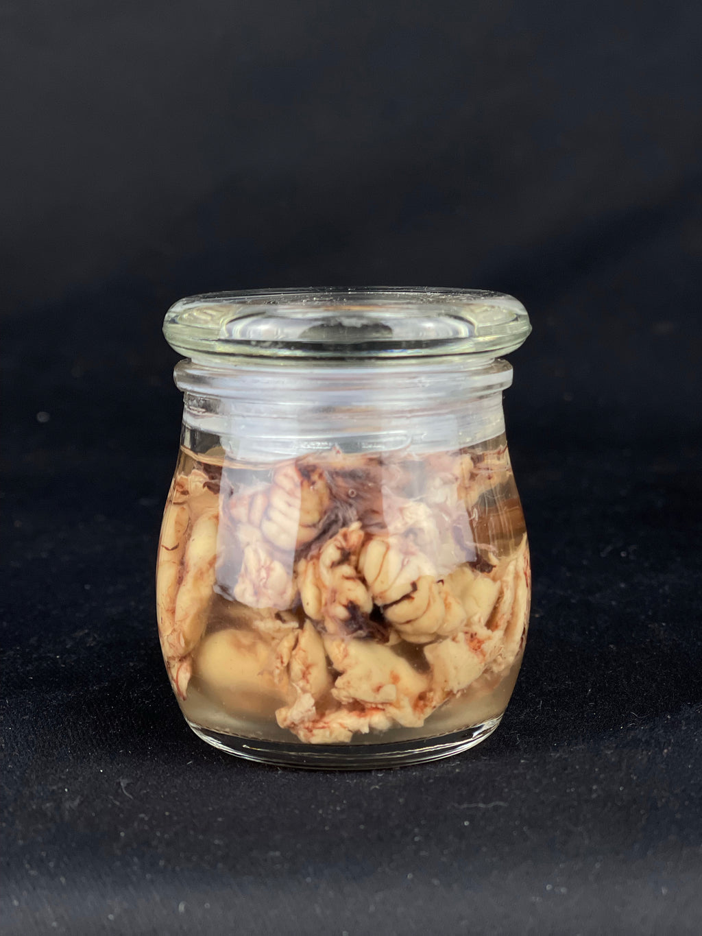 Reserved for Tea for Twenty - Wet Specimen Bison Brains