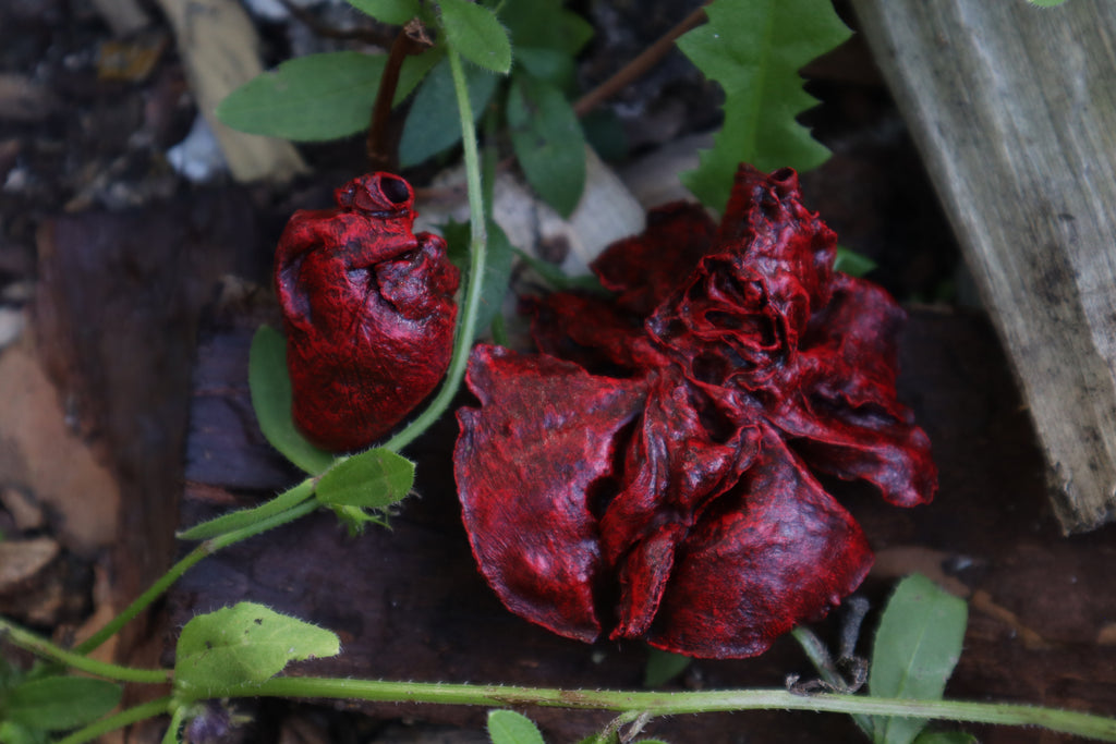 Reserved for Brandon - Dry Preserved Juvenile Bobcat Heart and Lungs
