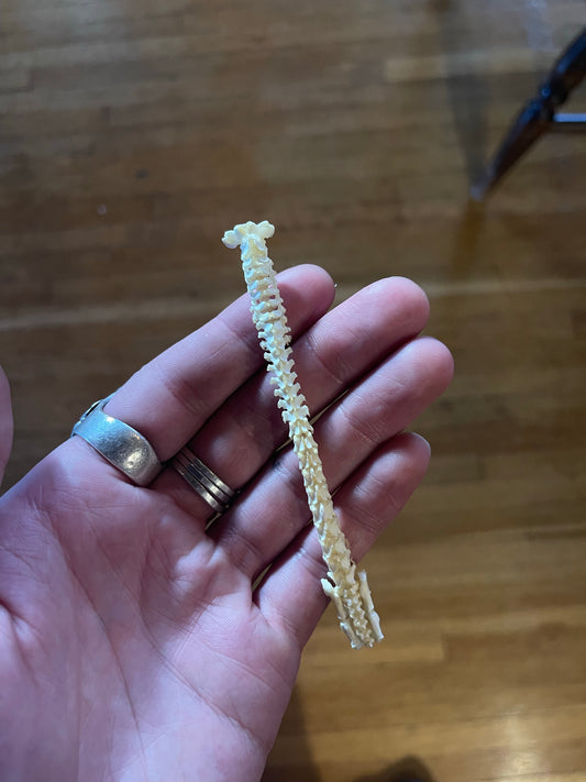 Reserved for Kotah - Stillborn Kitten Spinal Column Articulation