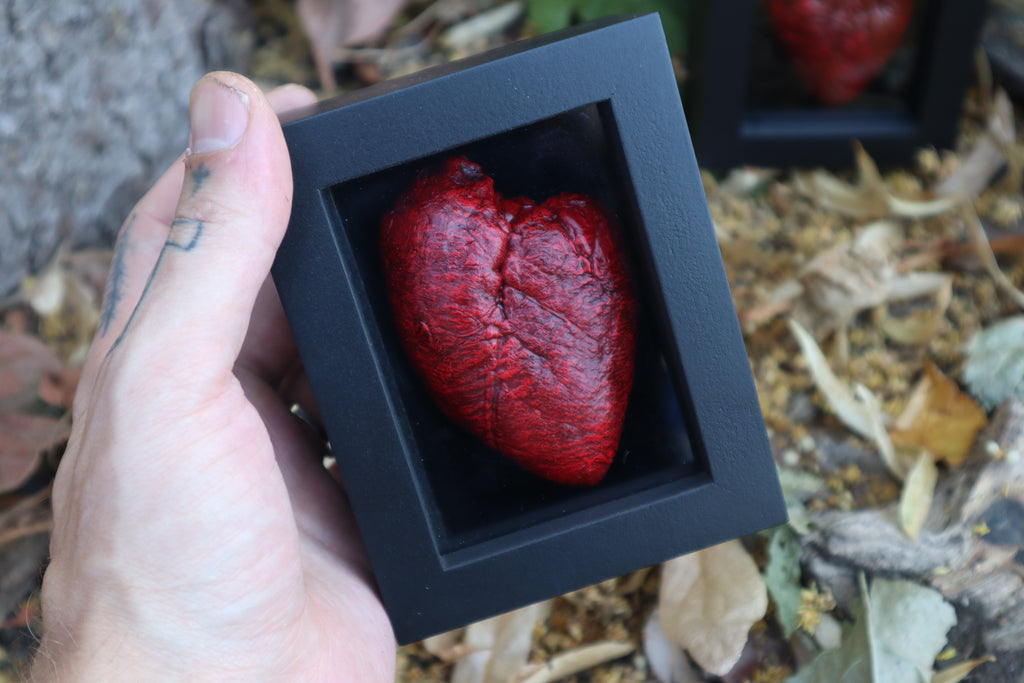 Dry Preserved Whitetail Fawn Heart