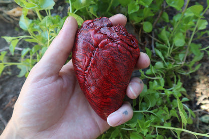 Reserved for Vinette - Dry Preserved Whitetail Deer Heart
