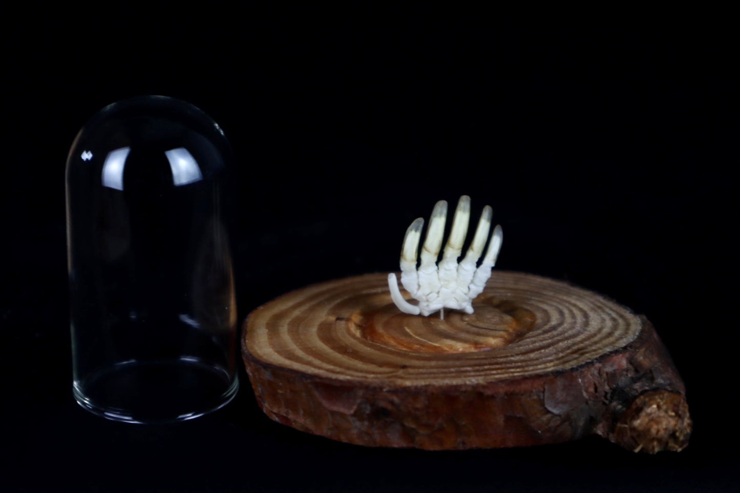 Mole Hand Articulation in Glass Dome