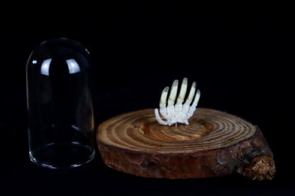 Mole Hand Articulation in Glass Dome