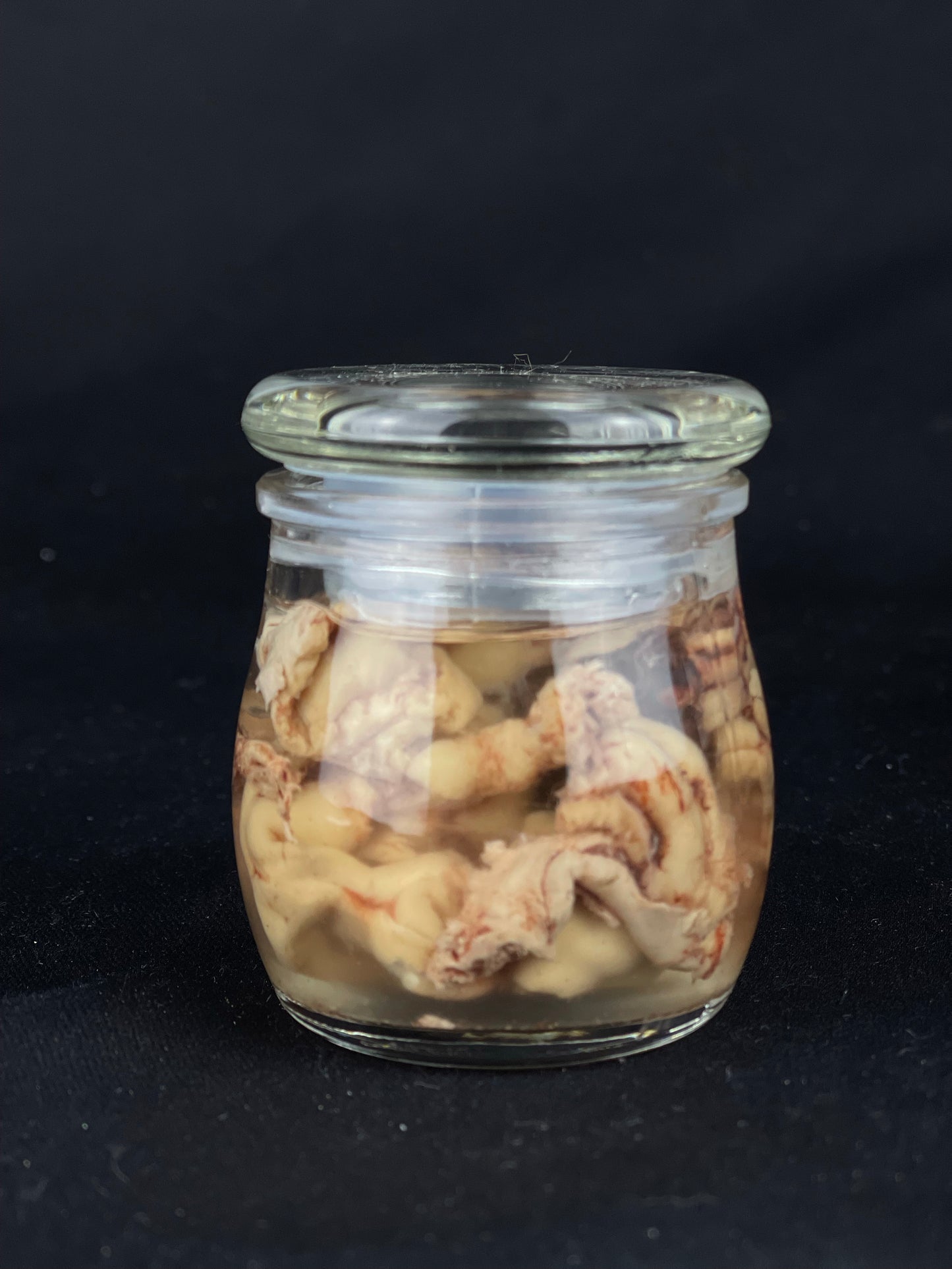 Reserved for Tea for Twenty - Wet Specimen Bison Brains