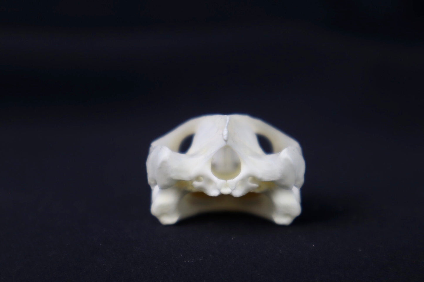 Red Eared Slider Skull