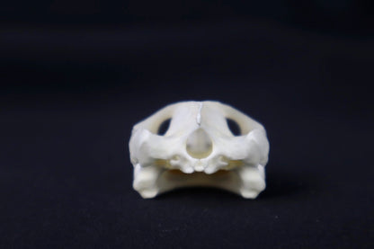 Red Eared Slider Skull