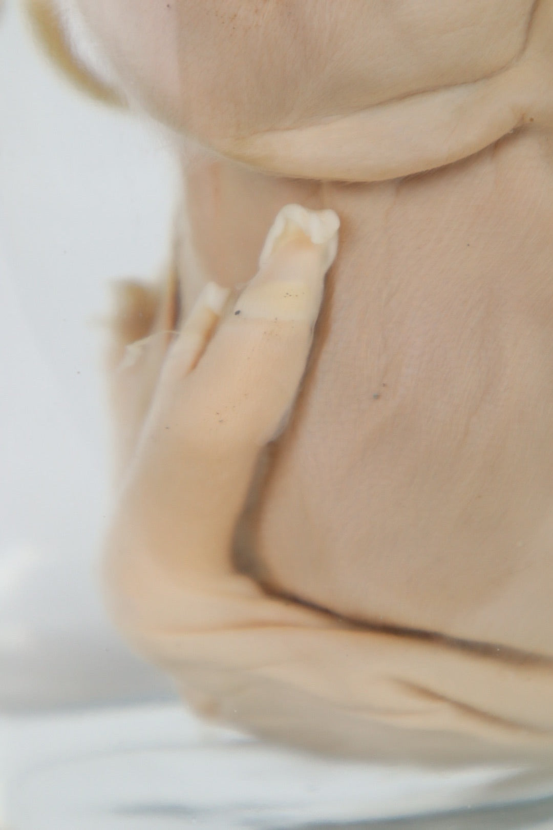 Wet Specimen Piglet with Congenital Disorders