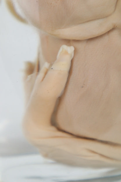 Wet Specimen Piglet with Congenital Disorders