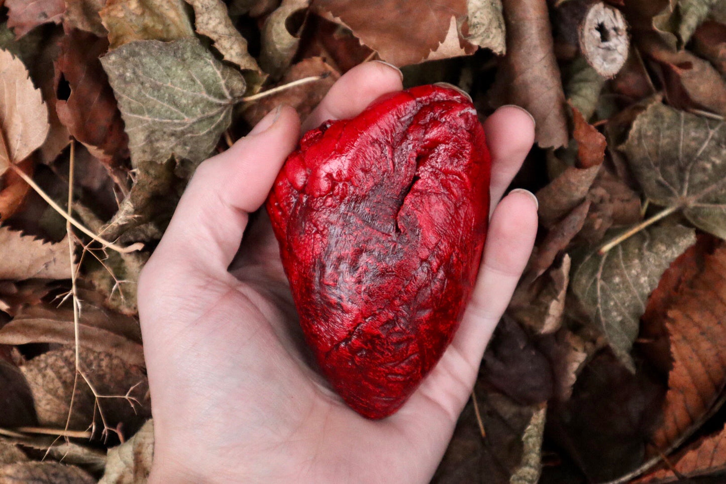 Dry Preserved Lamb Heart