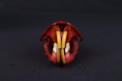 Naturally Stained Muskrat Skull