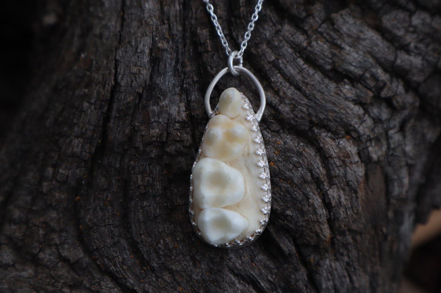 Reserved for Cora - Raccoon Skull Fragment Necklace - .925 Sterling Silver