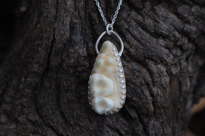 Reserved for Cora - Raccoon Skull Fragment Necklace - .925 Sterling Silver