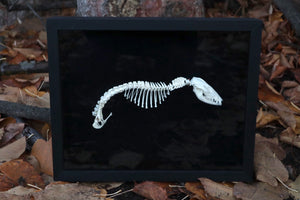 Opossum Joey Partial Skeleton Articulation