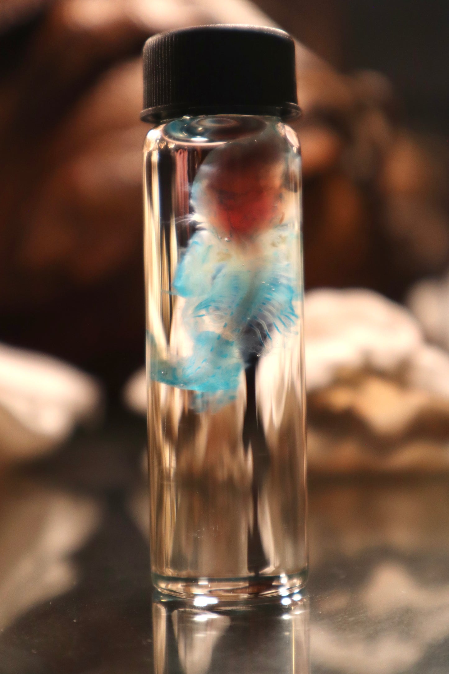 Diaphonized Fetal Cottontail Rabbit