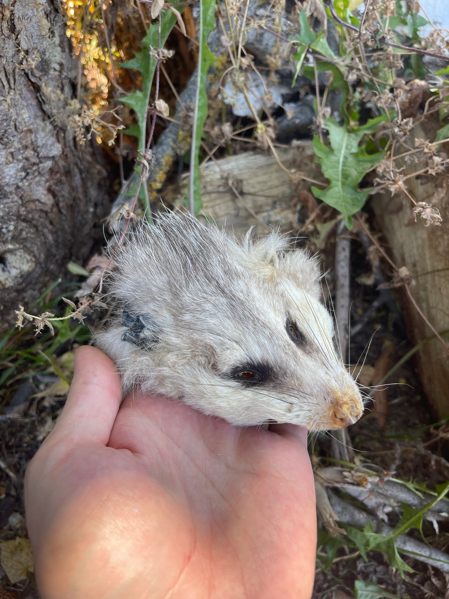 Reserved for Morgan - Craft Soft Tanned Opossum Face