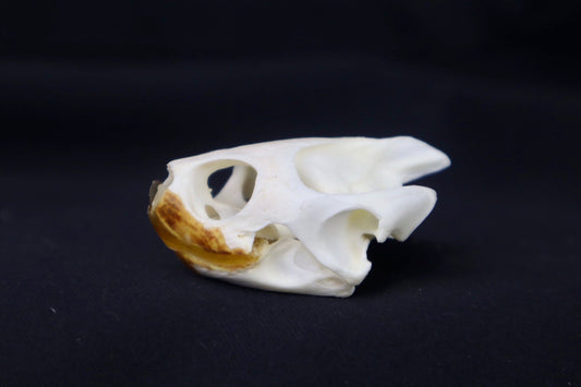 Red Eared Slider Skull